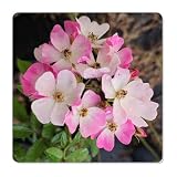 Ballerina Musk Climbing Rose Modern Heirloom - Rosa Hybrid Live Plant - Reblooms Fragrant Single Pink White Flower - 8-10 Inches Tall - 4 Inch Pot