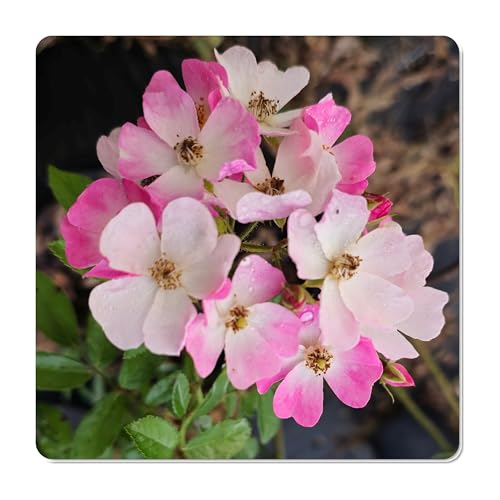 Ballerina Musk Climbing Rose