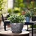 Ceramicfor Ceramic Planter - 6 Inch Plant Pot with Drainage Hole and Saucer, Succulent Pot Glaze Round Flower Pot for Indoor Outdoor Plants, Gray