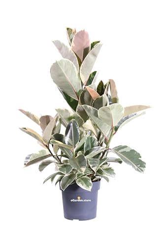 Pianta di Ficus Elastica Tineke pianta da interno pianta da appartamento pianta ornamentale di Ficus Elastica pianta vera di Ficus Elastica Tineke venduta da eGarden.store (Vaso 21 cm)