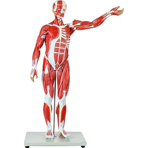 Axis Scientific Human Muscle and Organ Model, 27-Part Half Life-Size Muscular Figure With Removable Organs and Muscle Anatomy, Includes Detailed Full Color Product Manual Cover