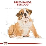 Royal Canin Bulldog Junior 3 kg, 1er Pack (1 x 3 kg)