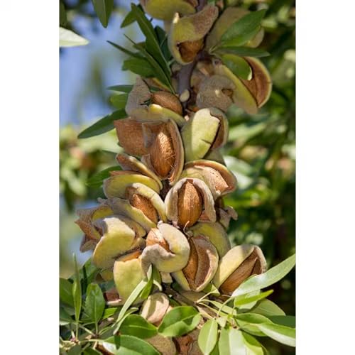 3 Ft. Almond Bare Root Tree with Self Pollinating and Heavy Producing Almonds