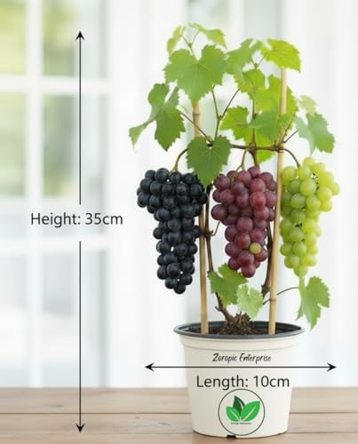 Image of Live Grapes Plant Combo Pack of 3 | Black, Red & Green Grafted Fruit Plants | Healthy Live Vines for Home Garden, Balcony & Terrace | Organic Fruit-Bearing Grapes Saplings