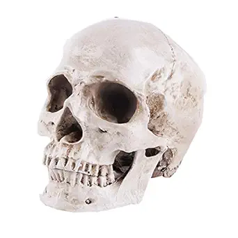 JOONOR Resin Medical Anatomical Human Skull Model - Life Size Replica