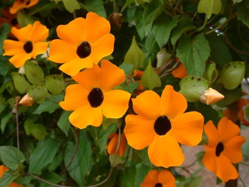 Thunbergia alata Live Plant Orange Black Eyed Susan Vine 2 Pack