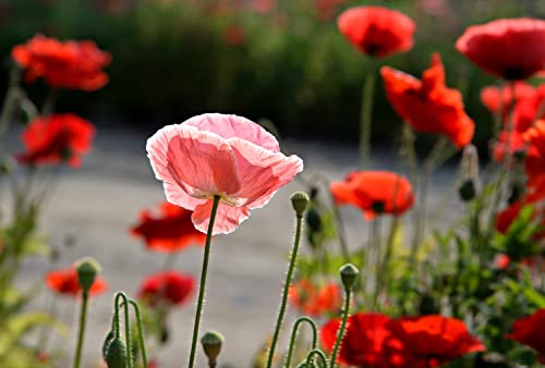 10000+ Mix Color California Poppy Flower Seeds For Planting Open-Pollinated Non Gmo, Year Round Planting (Pink, Red, White, Yellow) #TOP7