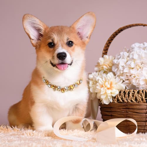 Image of HOWWFALY Dog Collar and Cat Collar Gold Chain Necklace Stainless Steel Adjustable Yellow Diamonds Collar with Cute Pet Paw for Small Medium Pets Cats Dogs Kitten Puppy