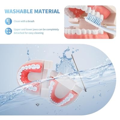 Image of Teeth Model Teaching Kids To Brush Standard Dental Clinic Accessories Dental Models For Patient Education Dentures Teeth Set Denture Model For Studying Displaying - 1