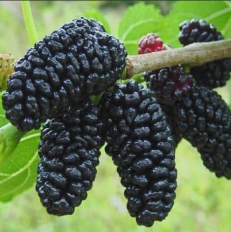 Mulberry Dwarf Everbearing Live Tree for Sale (4 Pack)| Easy to Grow Plants | Edible Fruit Plant for Sustainable Living | Grow Your own Food on Your Edible Organic Garden|Live for Planting| 4 in Pot