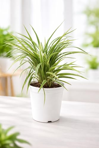 VRIKSHANI Spider Plant Live in 4 inch Pot | Air Purifying Indoor ...