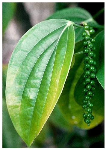 VibeX Black Pepper (Piper nigrum)-300 Seeds