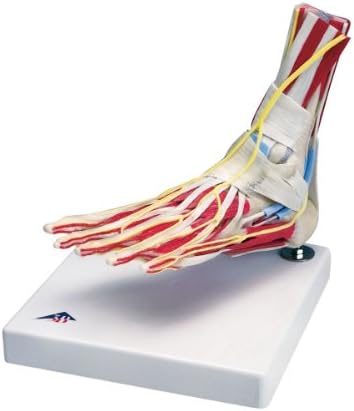 Laerdal JA-2500 Deluxe Foot/Ankle Joint on Stand Model