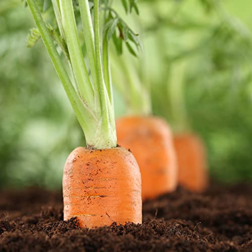 Big A Carrot Fertilizer And Root Vegetable Fertilizers – 13.5Oz Premium Fertilizer For Vegetable Garden – Organic Plant Food For Indoor And Outdoor Plants – Nutritious Organic Fertilizer For Fruits, Vegetables #TOP3