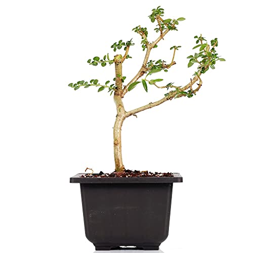 Green Paradise® Live Premna bonsai suitable plant GREEN PARADI