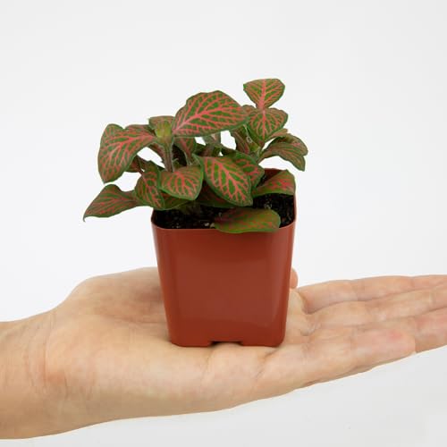 Altman Plants Live Houseplants (6PK), Indoor Plants for Delivery Prime, Live Plants and Gardening Gifts for Plant Lovers, Planters for Indoor Plants with Potting Soil, Live House Plants Indoors Live - Image 7