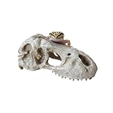 CTWPets T-Rex Skull, Dinosaur Aquarium Decor & Reptile Terrarium Ornament