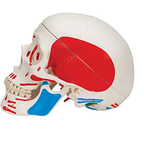 3B Scientific A23 Classic Skull Painted 3-Part - 3B Smart Anatomy #TOP3