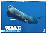 Wale: Giganten der Meere (Wandkalender 2023 DIN A3 quer), Calvendo Monatskalender
