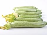 Italian Summer Squash - “Summer Grey Squash” Zucchini with Light Flavor| USA Grown Heirloom Seeds by Liliana's Garden |