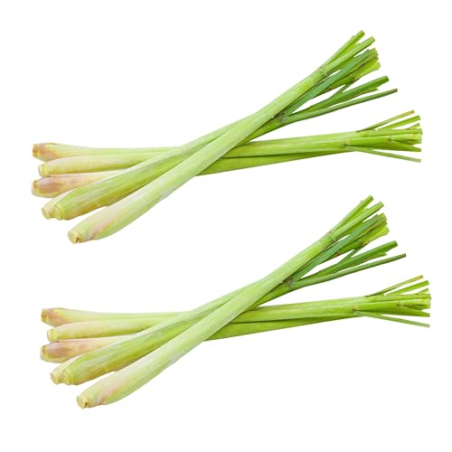 Fresh 10 stalks of Lemongrass - Ship from Florida