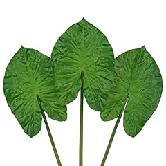 Alocasia#pu 3pcs