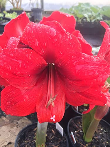 Amaryllis Red Lion Holiday Gift Growing Kit. Includes: Big Red Lion Bulb, Plastic Pot And Saucer, And Professional Growing Medium #TOP5