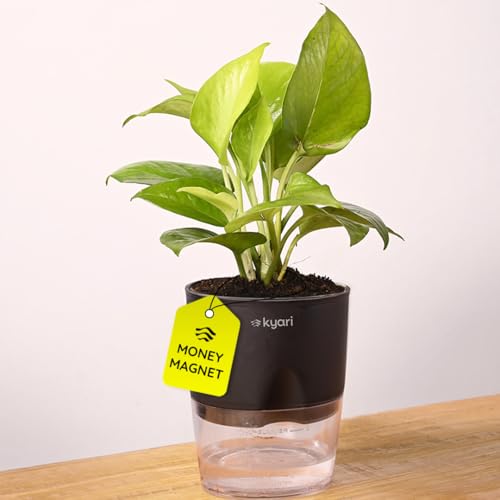 Image of KYARI Golden Money Indoor Plants for Living Room | Live Plants | Plants with Black Self Watering Pot for Home | Air purifier plants | Plants for Home Decor | Plants for Garden & bedroom