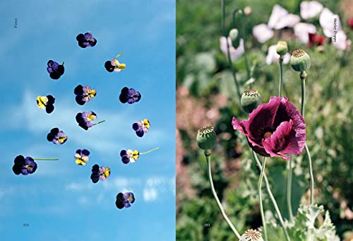 Edible Flowers: How, Why, and When We Eat Flowers
