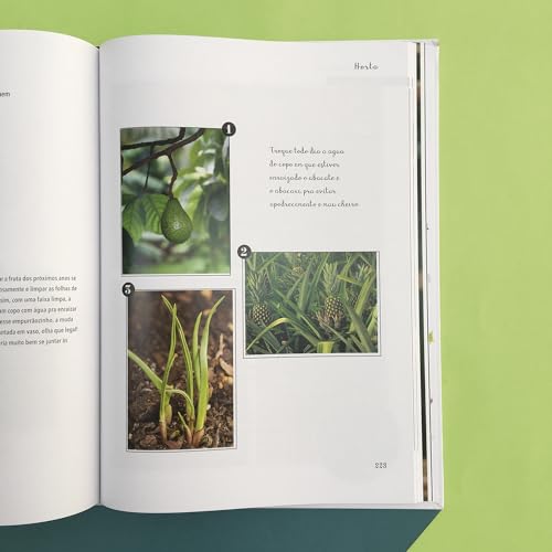 Minhas plantas - jardinagem para todos: (até quem mata cactos)