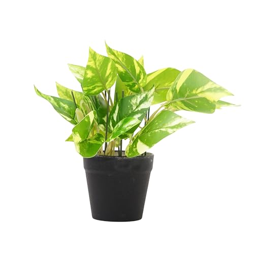 Image of Artificial Money Plant with Black Pot, Green Variegated Leaves, 20 cm Height, 8 cm Wide, Indoor Decorative Fake Plant