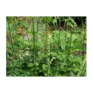 Genipap 20 Zilverkaars Plantenzaden Groen.