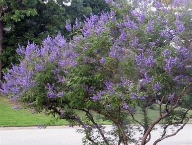Árbol Casto Lila - Vitex Agnus-castus -10 Semillas