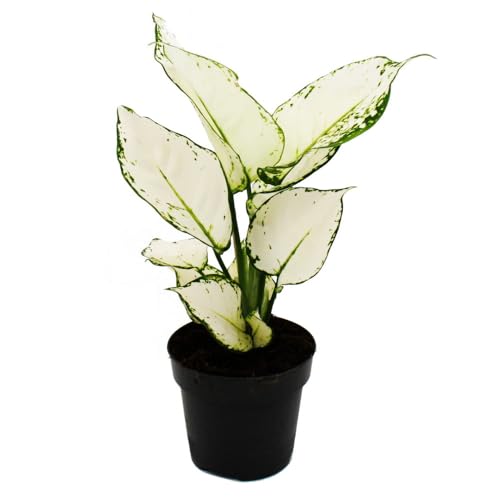 Aglaonema White Joy - Buntblättriger Kolbenfaden - Ausgefallene Sorten - 12cm - ca. 25-30cm hoch