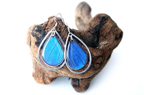 Real Blue Morpho Butterfly Wing Earrings In Sterling Silver - Insect Jewelry #TOP2