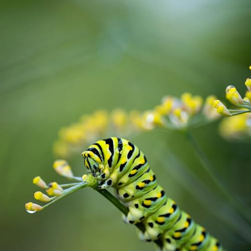 026: Arrastrarse o Volar