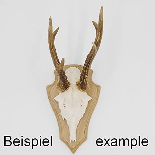 Generisch 5 carteles de trofeos REH en punta de roble claro pequeño AF 19 cm x 11 cm