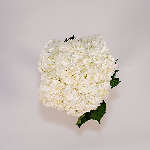40 Stems | Natural White Hydrangeas | Fresh Cut | Farm Direct | Premium Hydrangeas At Wholesale Price | Beautiful Hydrangeas For Amazing Decorations | Blossom Plus #TOP3