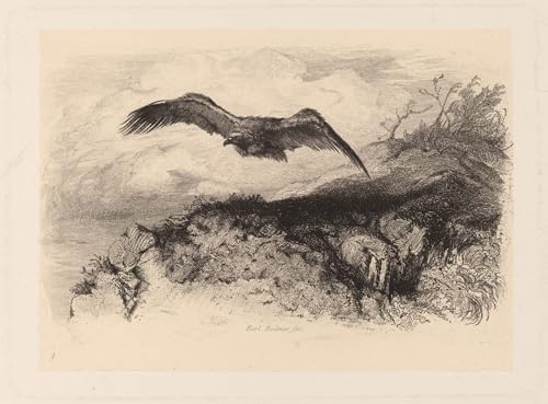 Affiche de Arts Toile Oiseau en vol Karl Bodmer, Tableau Décoration Salon Moderne 60x90cm