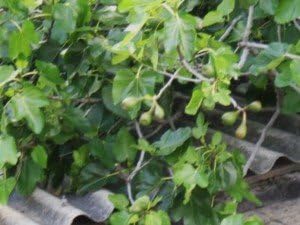 Ficus Carica Brunswick Fig Tree (Sent in 9cm pot) : Amazon.co.uk: Garden