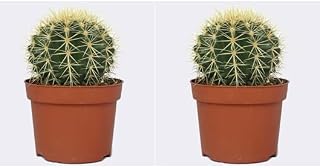 2 unidades Cactus Echinocactus Grusonii Cactus Asiento de Suegra, Bola de Oro, Barril de Oro o Cactus Erizo en maceta de 8,5cm