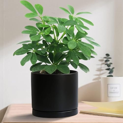Yukfona Ceramic Plant Saucer Tray 2 Pcs 6.4 Inch Black, 6.4" OD x6.02 ID x0.9 Deep| Fits Flower pots Bottom≤ 6.02", Heavy Duty Glazed Round Planter Drip with Catch Basin for Indoor Outdoor Plants by Yukfona - Used condition - Image 8