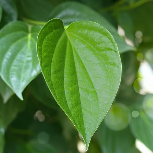 Healthy Big Betel Leaf Plant Pack of 1