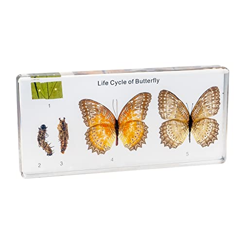 Life Cycle of Common Insect Specimen, Resin Collection Science Toys