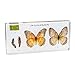 Life Cycle of Common Insect Specimen, Resin Collection Science Toys for Kids Aged 3-12 (Butterfly)