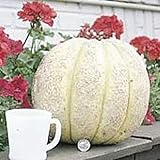 Gurney's Giant Melons Seeds (25+ Seeds)