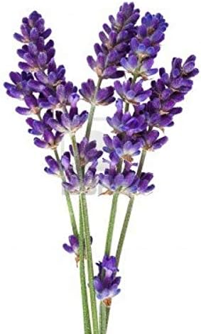 Lavender - French - 100 Seeds