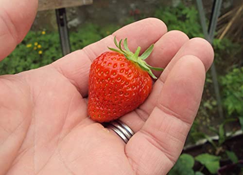 Mara Des Bois Strawberry Bare Root Plants 25 Count - Ever Bearing - Non-Gmo - Day Neutral Longer Fruit Yielding Season - Bareroots Wrapped In Coco Coir - By Enroot #TOP5