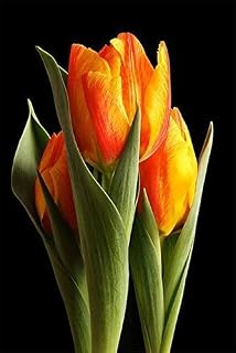 11:100 Pieces/Bag Bonsai Tulip Seeds 20 Varieties Rainbow Black Purple Yellow Blue Tulip Flower Seeds Potted Plants: Only Seeds