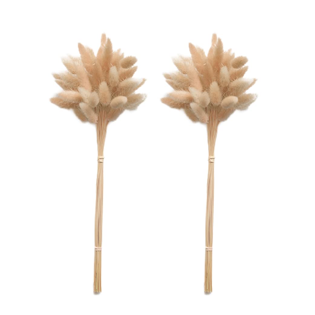 Whyzsjnclg 50PCS Bunny Tails Grass Natural Dried Flower Bouquet Pampas Plant for Vase Decoration